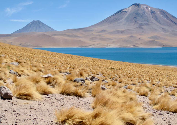 Atamaca Desert grass