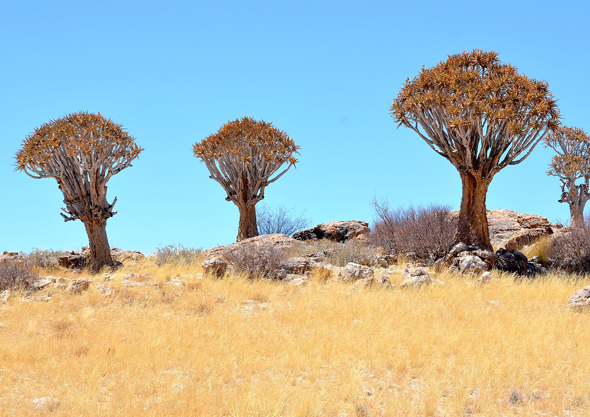 Plants Namibia Desert