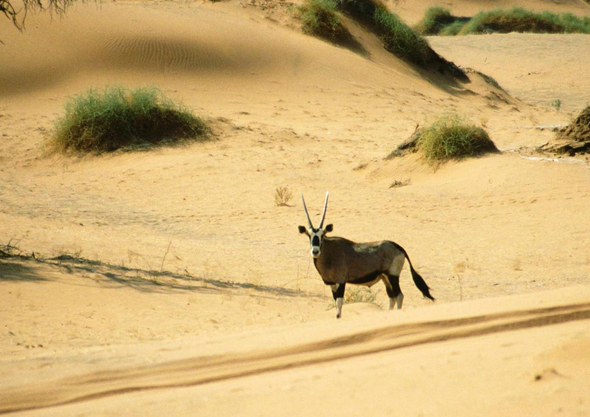 Deer in Namibia Desert
