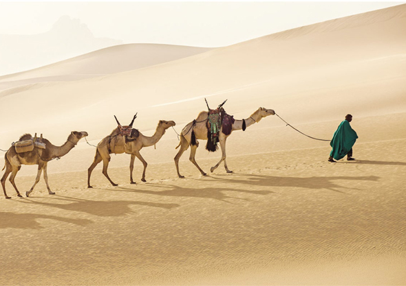 Sahara Desert camels