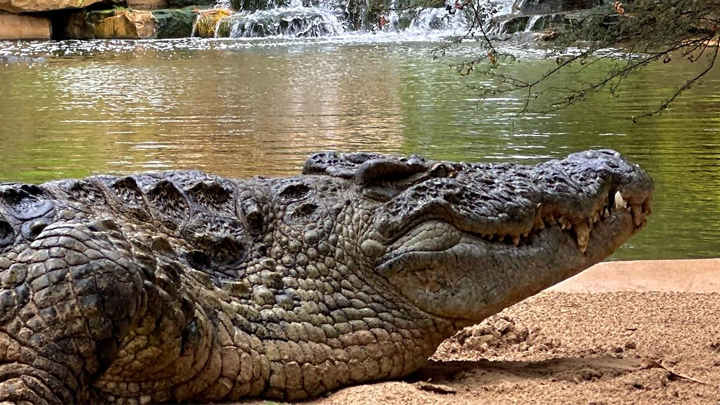 Dubai Crocodile Park