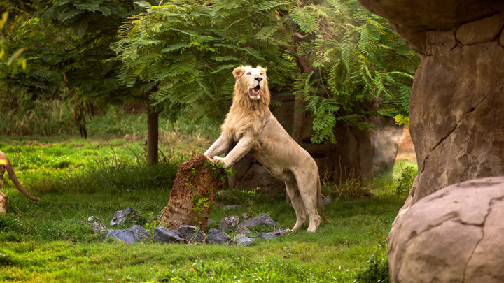 Dubai Safarai Park