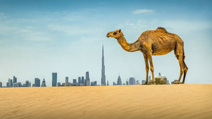 Customs and Immigration Procedures for UAE Travelers