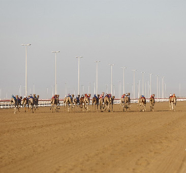 Camel Race Abu Dhabi