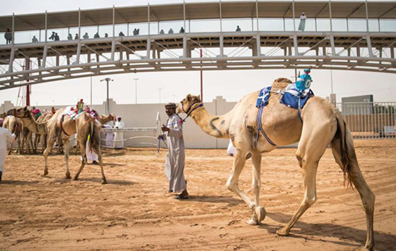 Camel Race Abu Dhabi