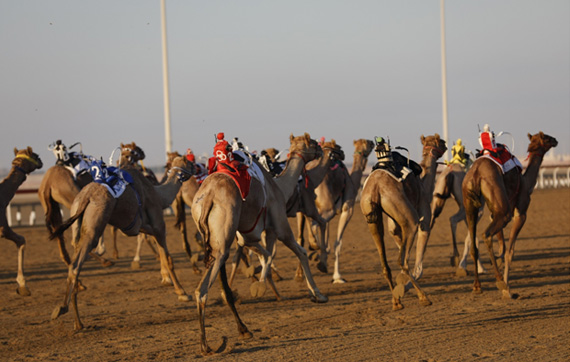 Why Camel race Abu Dhabi is UAE's favorite Sport