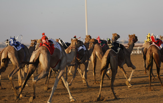 Camel racing with Robot jockey