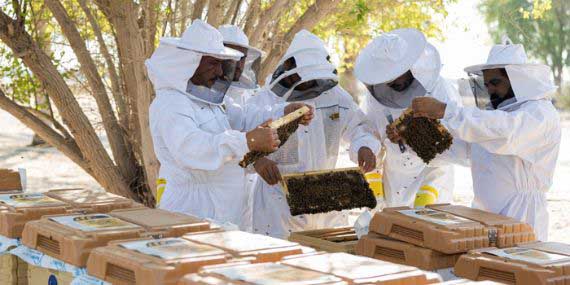 Honey Factory, Tombs, Camel Farm, Hatta 360 & Kayaking