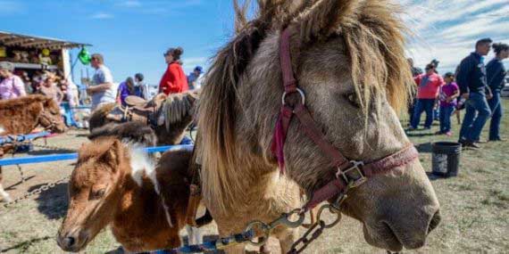 Pony Ride