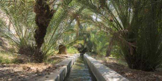 Visit Hatta Date Farms