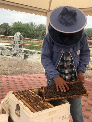 Hatta beekeeping Tour