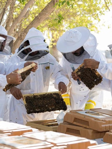 Visit Hatta Honey factory