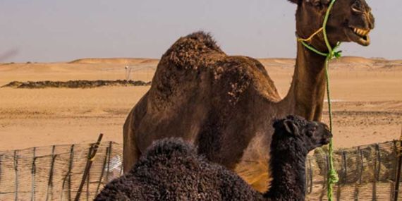 Camel Farm