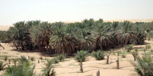 Liwa Oasis - Source Arabiers Destination Experts