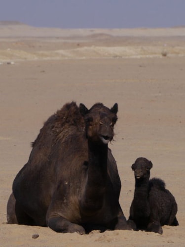 Black camels in empty quarter