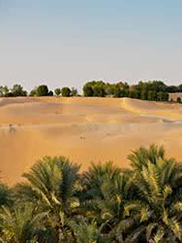 Liwa Oasis