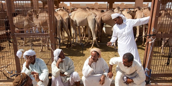 Visit variety of camel species & see the trading