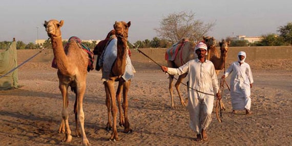 Visit variety of camel species & see the trading