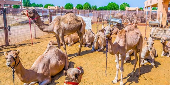 Visit variety of camel species & see the trading