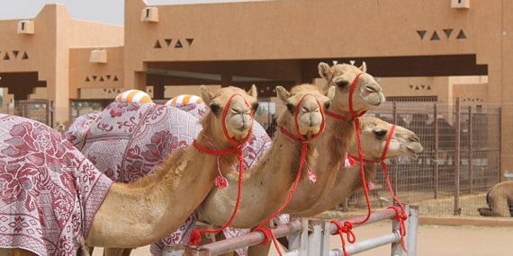 Visit variety of camel species & see the trading
