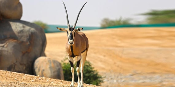 Explore a man-made safari