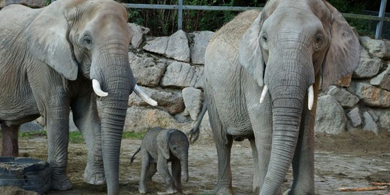 Al Ain Zoo elephants and gorillas