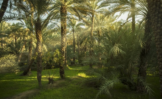 Visit Al Ain Oasis