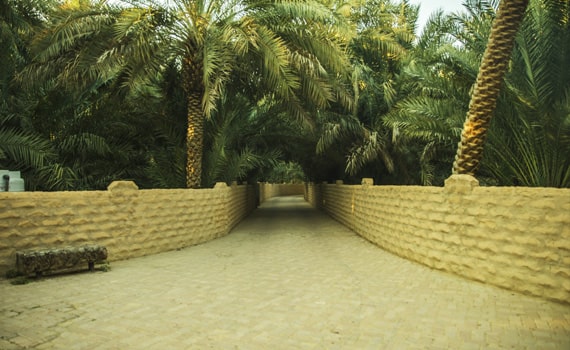 Visit Al Ain Oasis