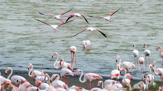 Al Wathba Wetland Reserve