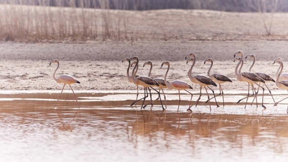 Fossil dunes and flamingos By Emirati Guide Afnan Albreiki