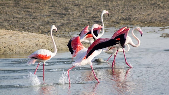 See A large flock of flamingoes