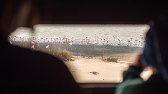 See A large flock of flamingoes