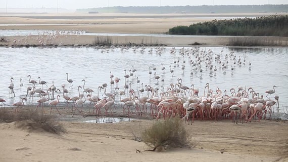 Wildlife of al Wathba wetland reserve by By Emirati Guide Sultan Karrani