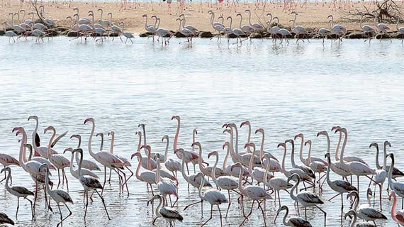 Wildlife of al Wathba wetland reserve by By Emirati Guide Sultan Karrani