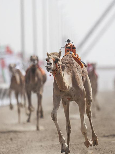 Al Wathba Camel Race