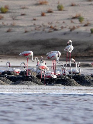 Flamingos