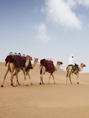 Camel Riding