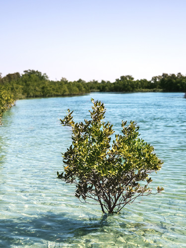 Amazing mangroves