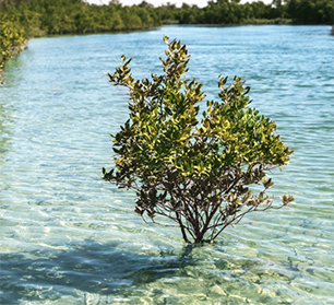 Kayak around eastern Mangrove