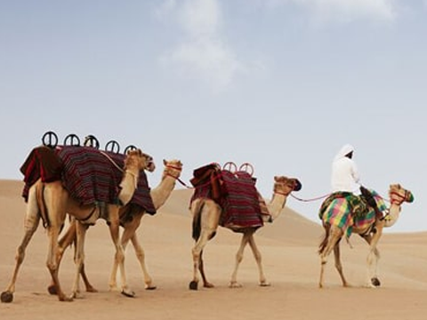 Abu Dhabi Camel Trekking Tour