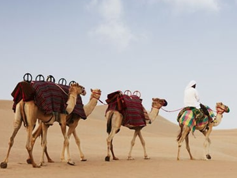 Standard Abu Dhabi Morning Desert Tour 