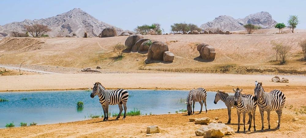 Al Ain animal Safari