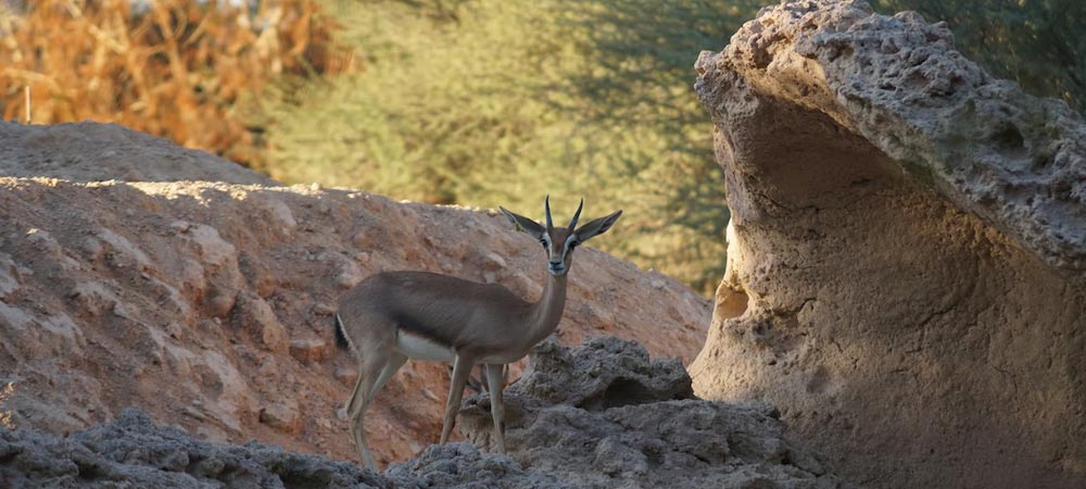 Al ain animal Safari