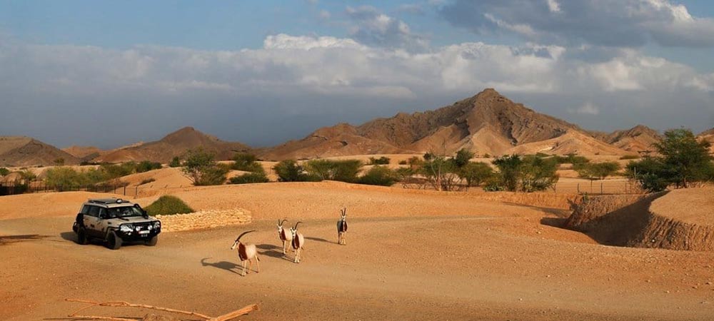 al ain animal safari