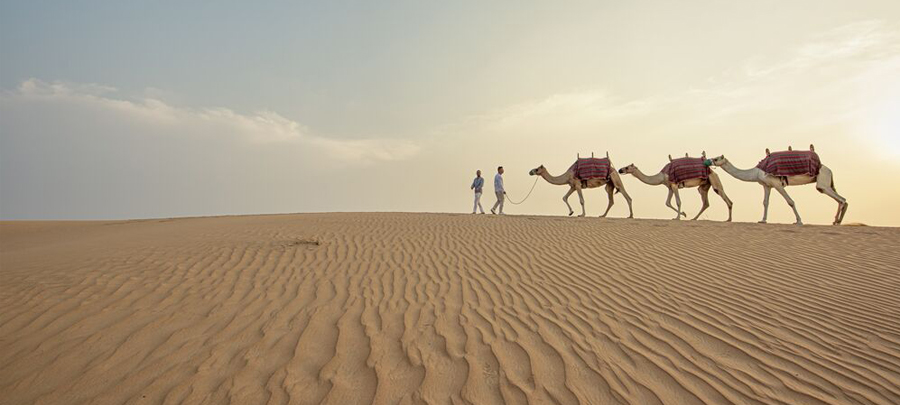 Camel trekking in Liwa