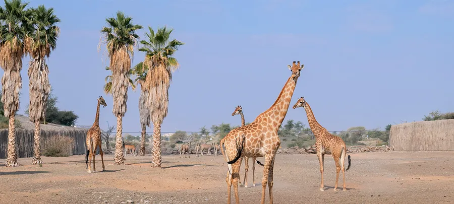 Sharjah Desert Park: Timings, Activities, Tickets & More