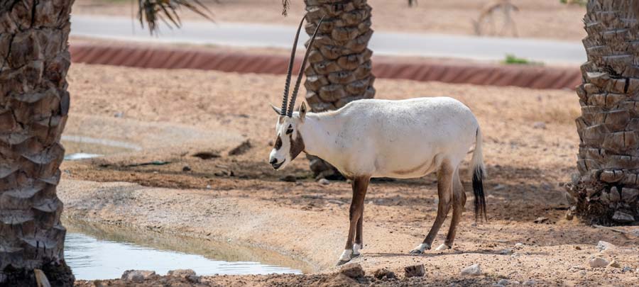 What is Ras Al Khaimah Known For?