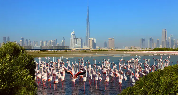 Ras Al Khor Wildlife Sanctuary