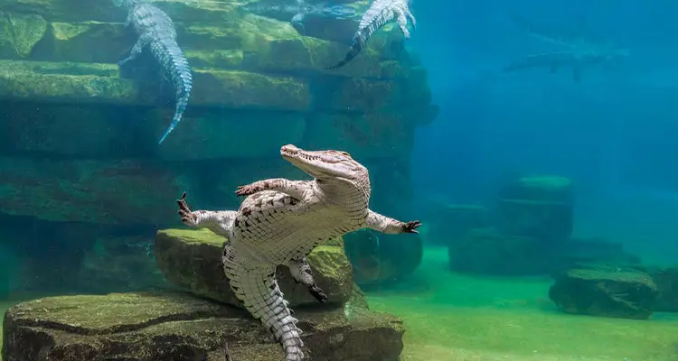 Dubai Crocodile Park