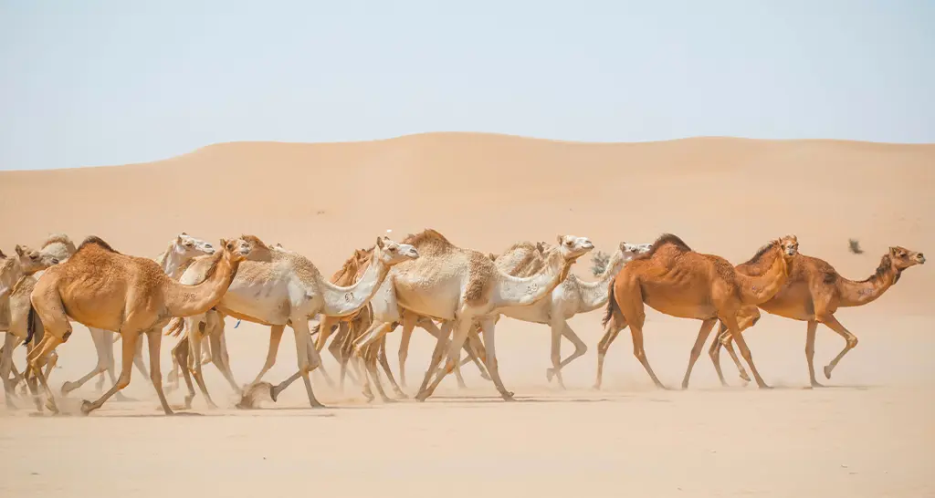 Camel Race Abu Dhabi